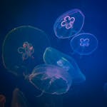 Mesmerizing image of translucent jellyfish gracefully floating in a deep blue underwater scene.